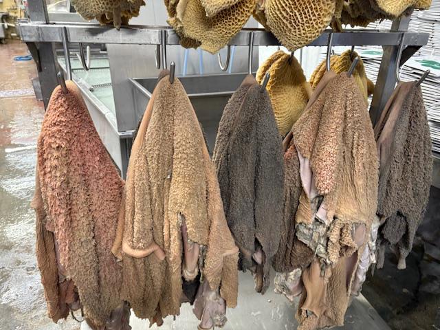 Beef Tripes