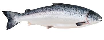 Salmon