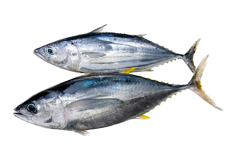 Fish
